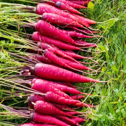 I Love Carrots! Image